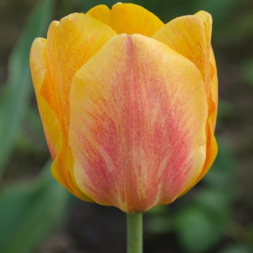 Tulip Bulbs - Apricot Fox